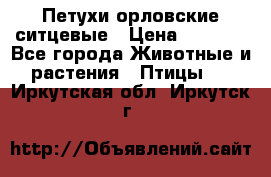 Петухи орловские ситцевые › Цена ­ 1 000 - Все города Животные и растения » Птицы   . Иркутская обл.,Иркутск г.